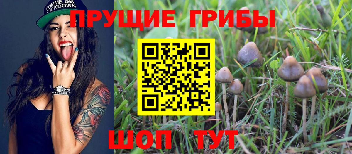 Галлюциногенные грибы Cubensis Каспийск